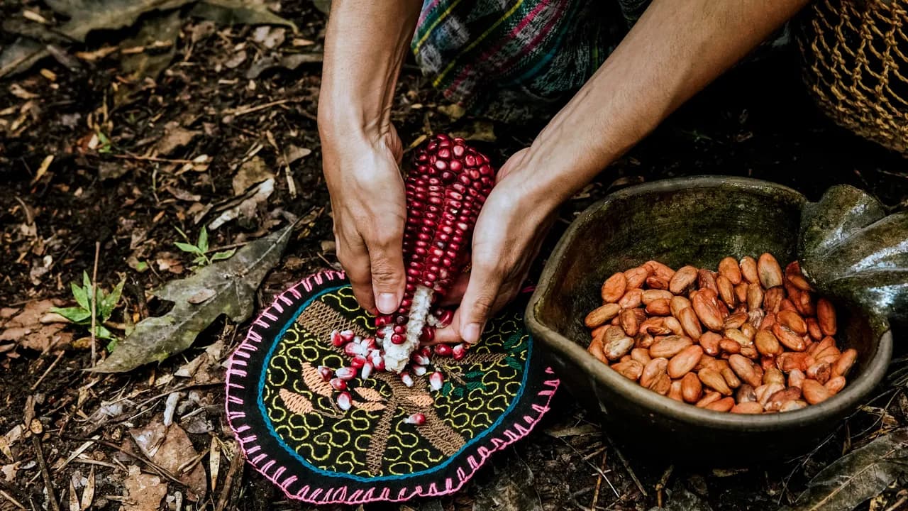 A woman harvesting red corn and cocoa beans outdoors in Tochimilco, Mexico.